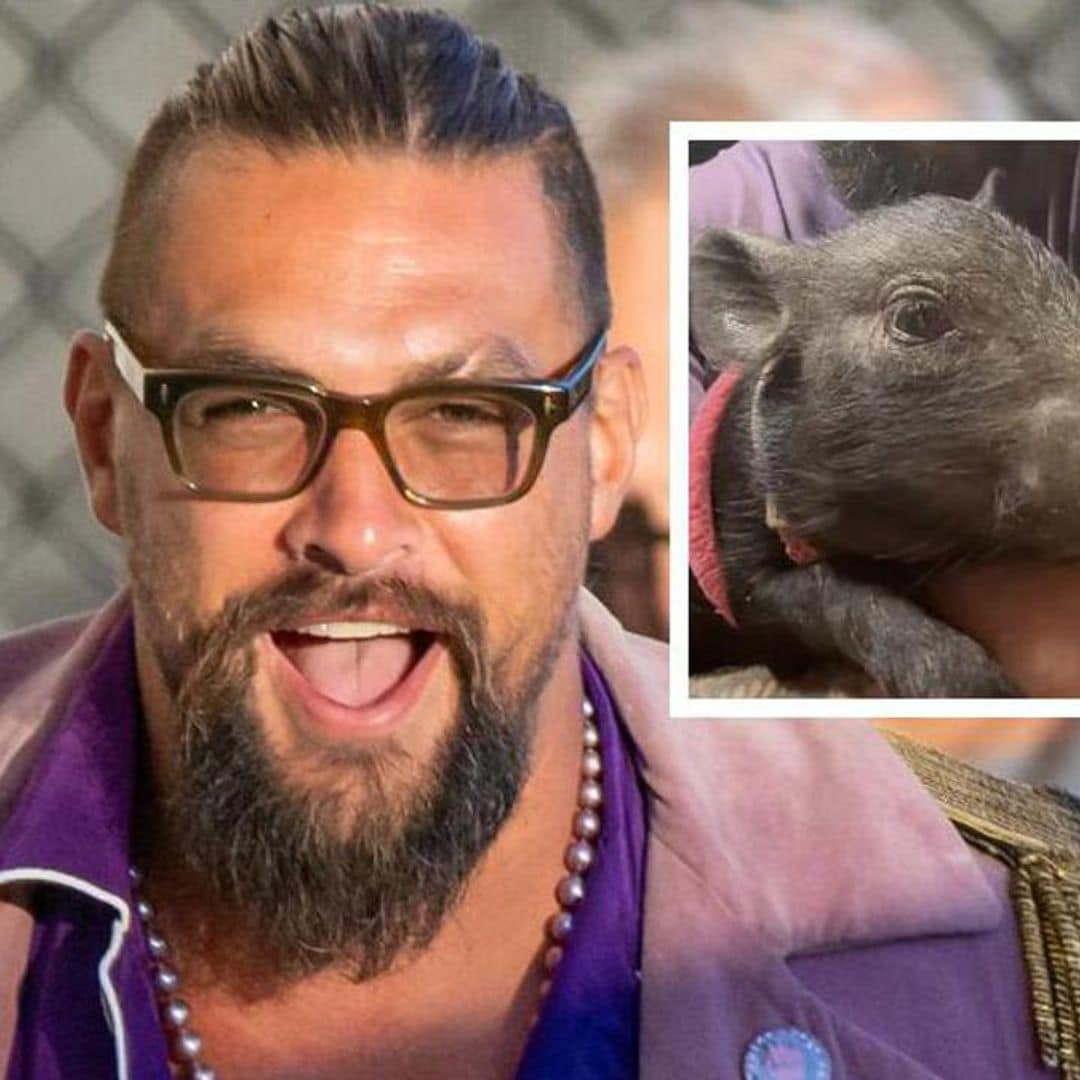 Pet of the week: This adorable wild pig was adopted by Jason Momoa while on the set of his new film