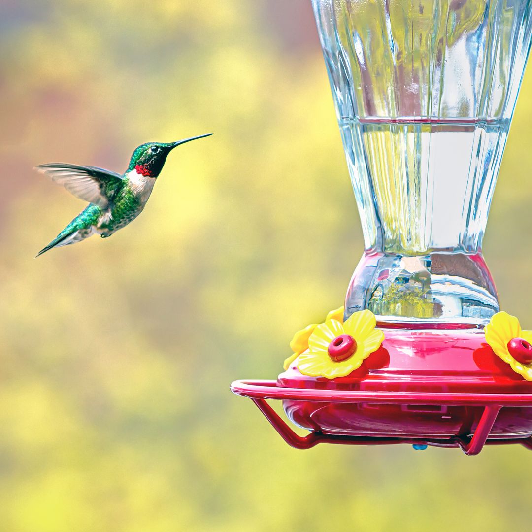 How to set up a hummingbird feeder (and keep it hummingbird-friendly)