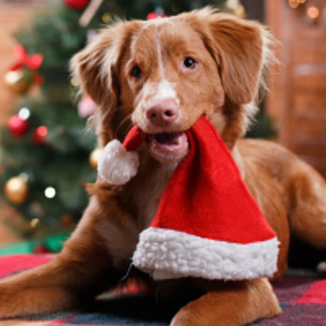Dog health: Holiday foods to avoid and how to replace them