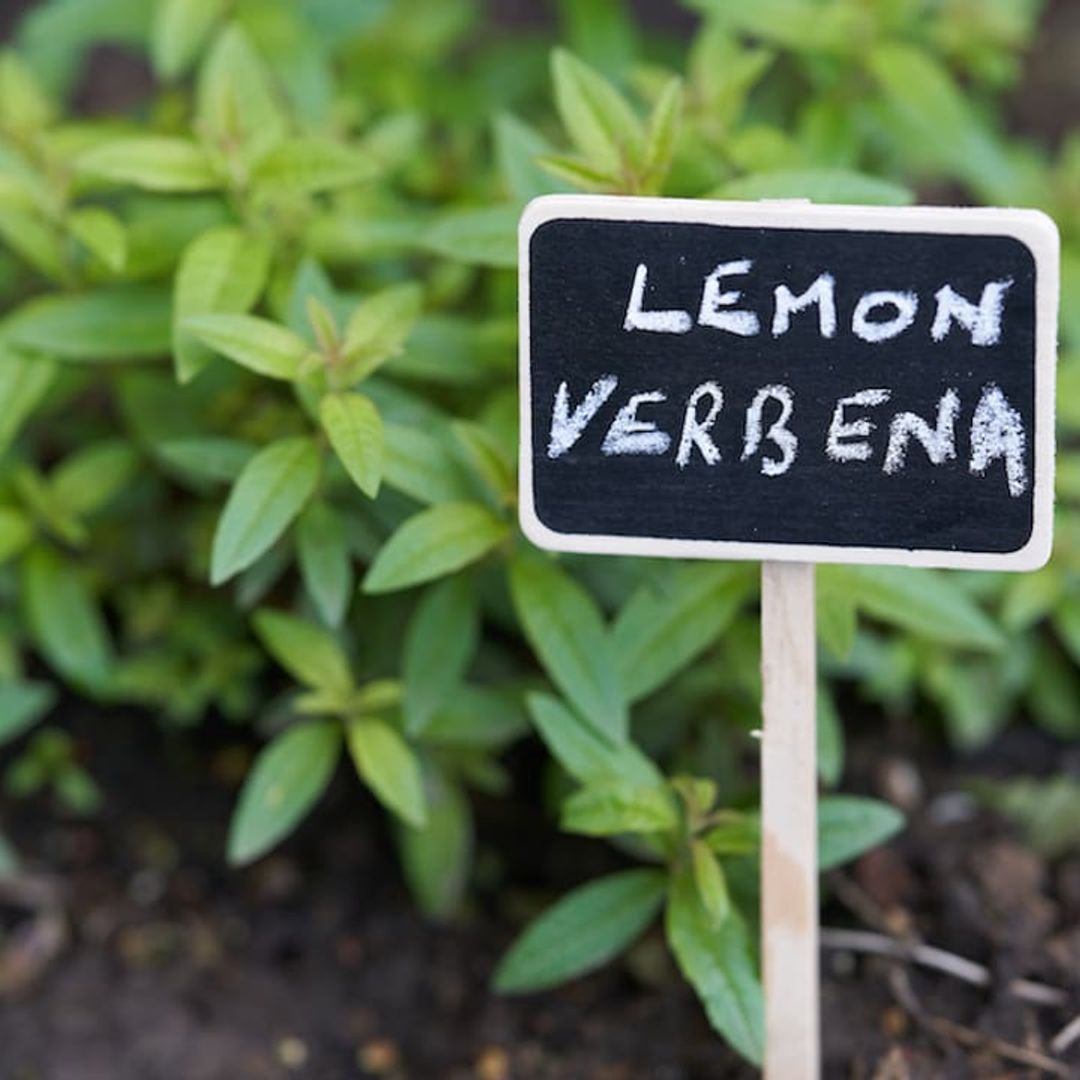 Lemon verbena: Top potential benefits