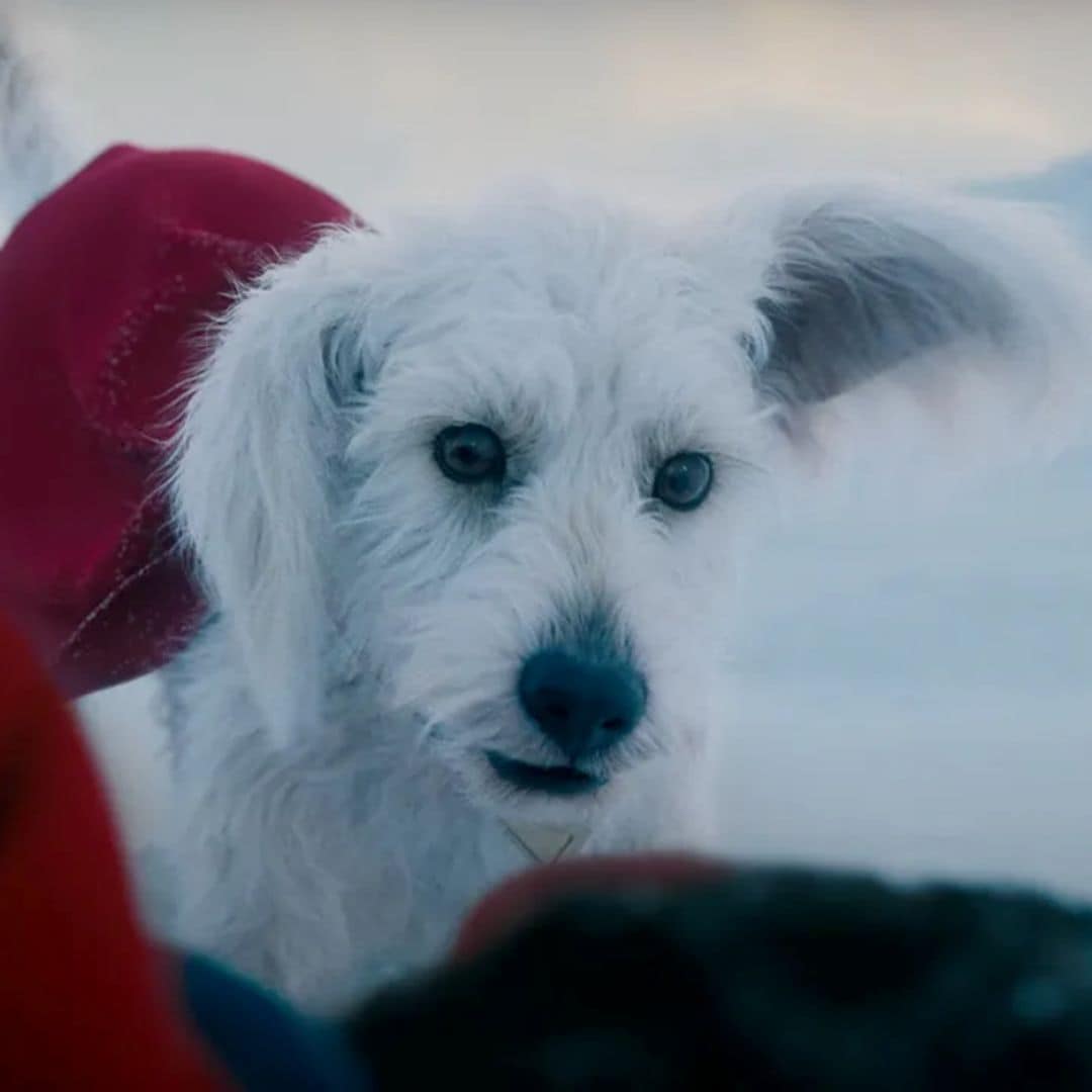 Pet of the Week: Krypto the Superdog, the adorable pup starring in 'Superman' reboot 