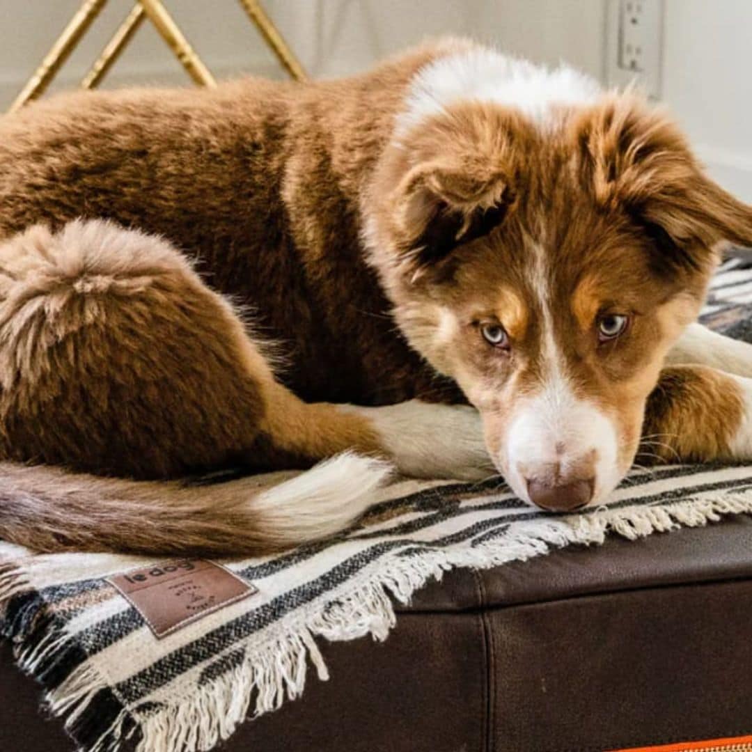 Luxury gifts for pets, and more ideas to pamper your furry friend