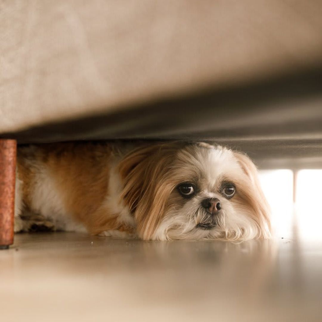 6 Tips to help your dog cope with 4th of July stress