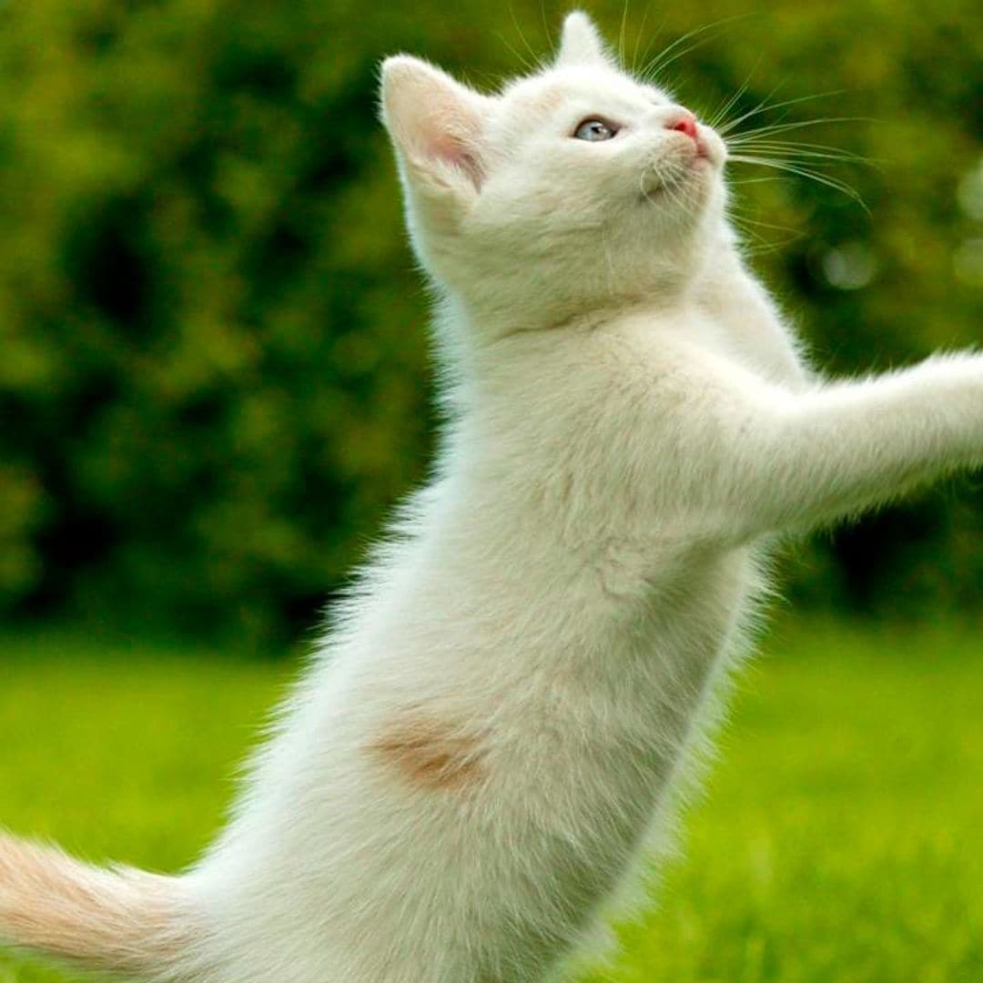 Cat behavior: Reasons why your cat rubs against you