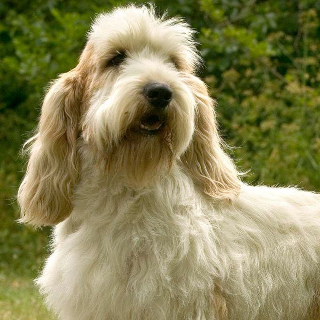 Why your dog acts strange after grooming and what you can do about it