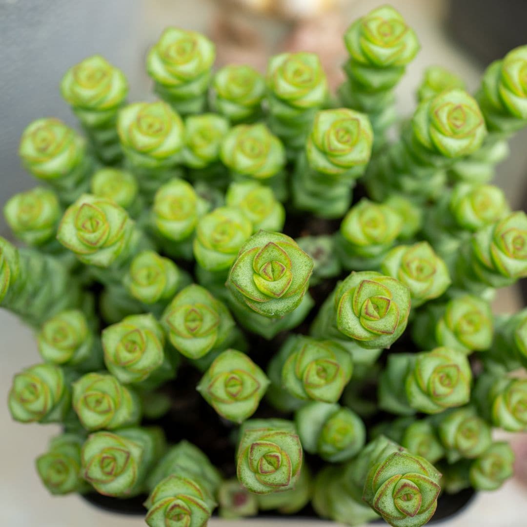 String of Buttons: The trendy succulent that is as easy to love as it is to grow
