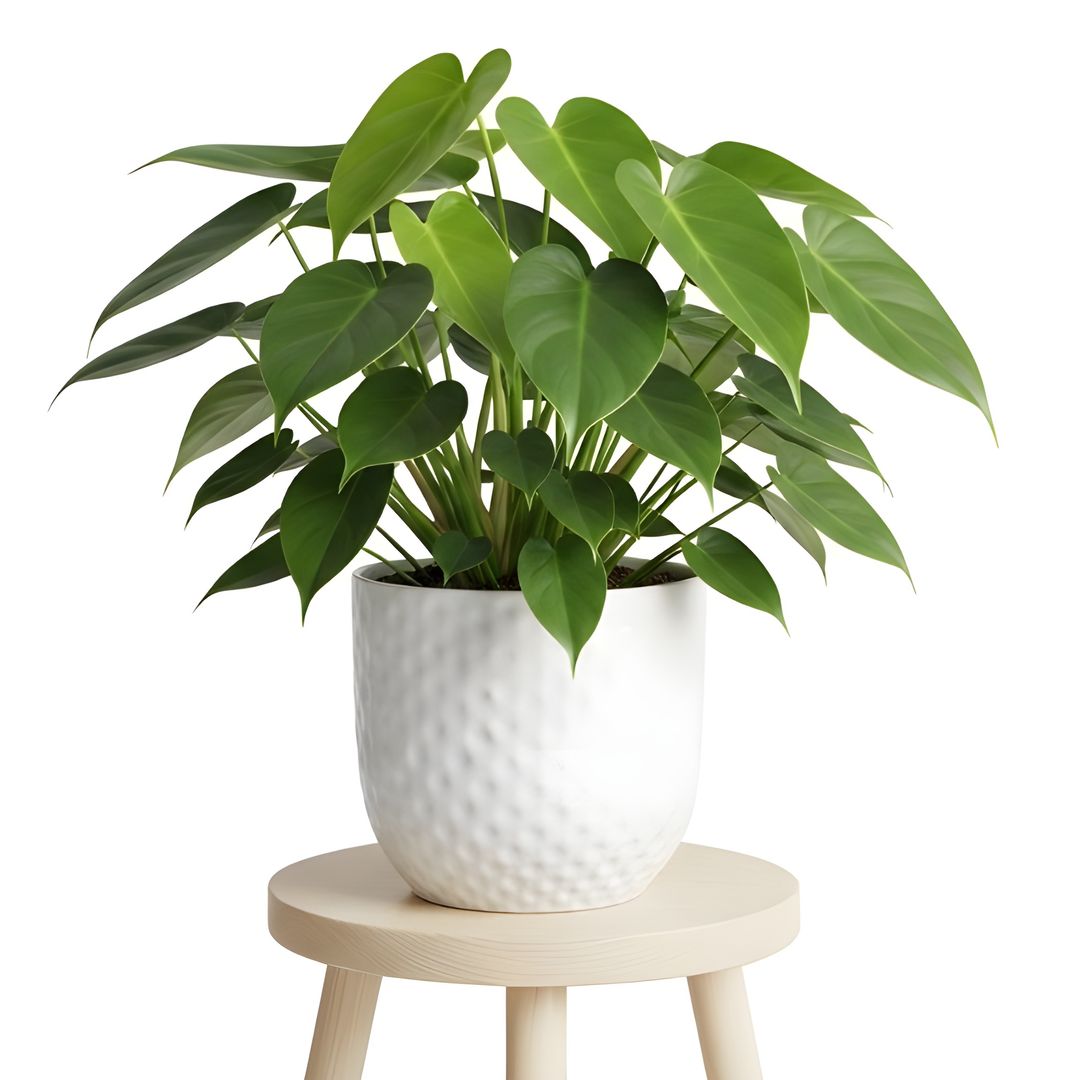 Medium-height plants for the second level