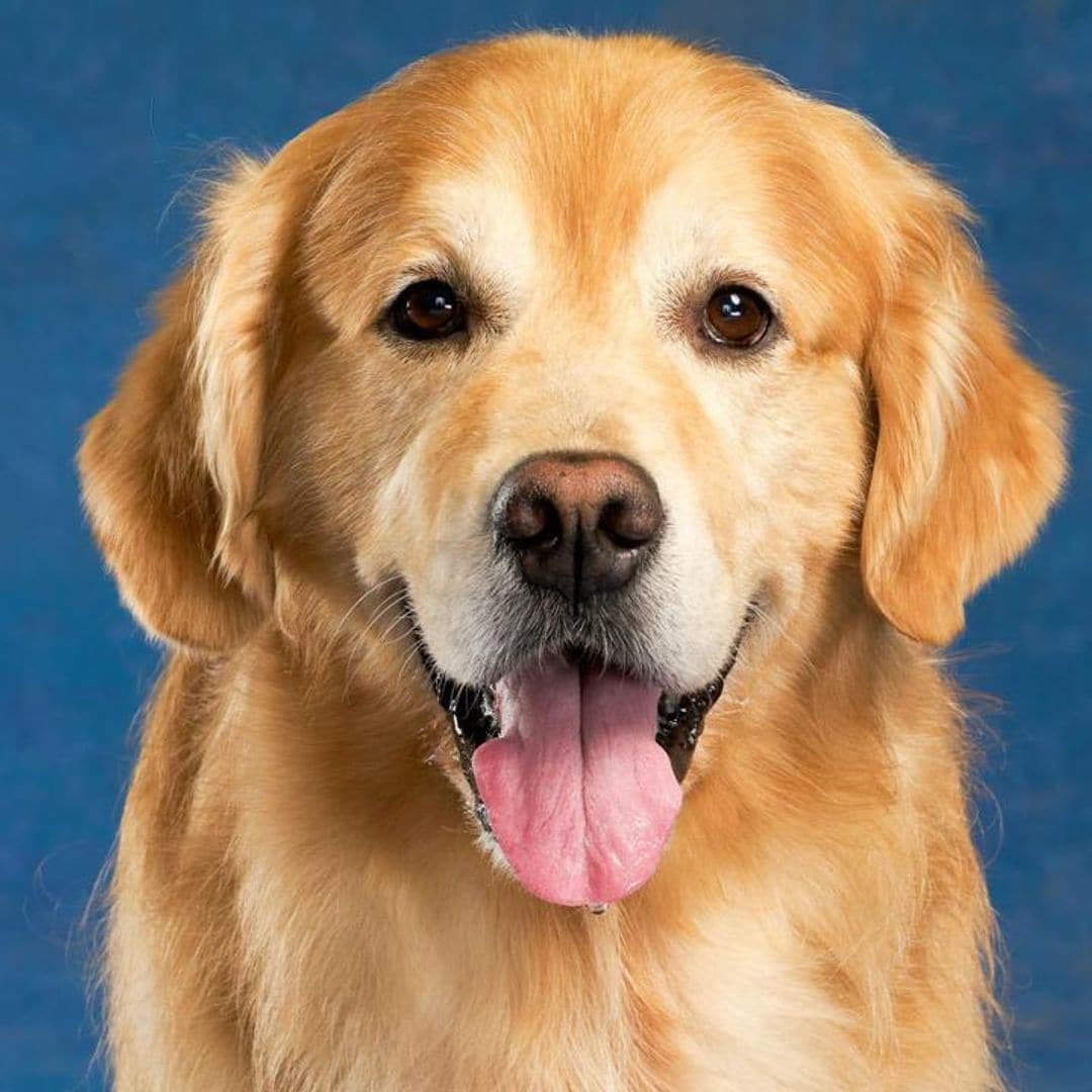 Which dog breed matches your personality according to your zodiac sign?