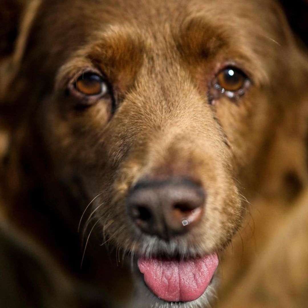 Pet of the week: Meet Bobi, the world’s oldest dog turning 31