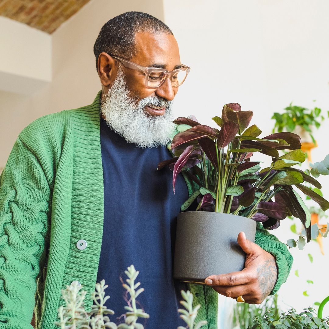 Best plants for a dark small apartment that actually thrive