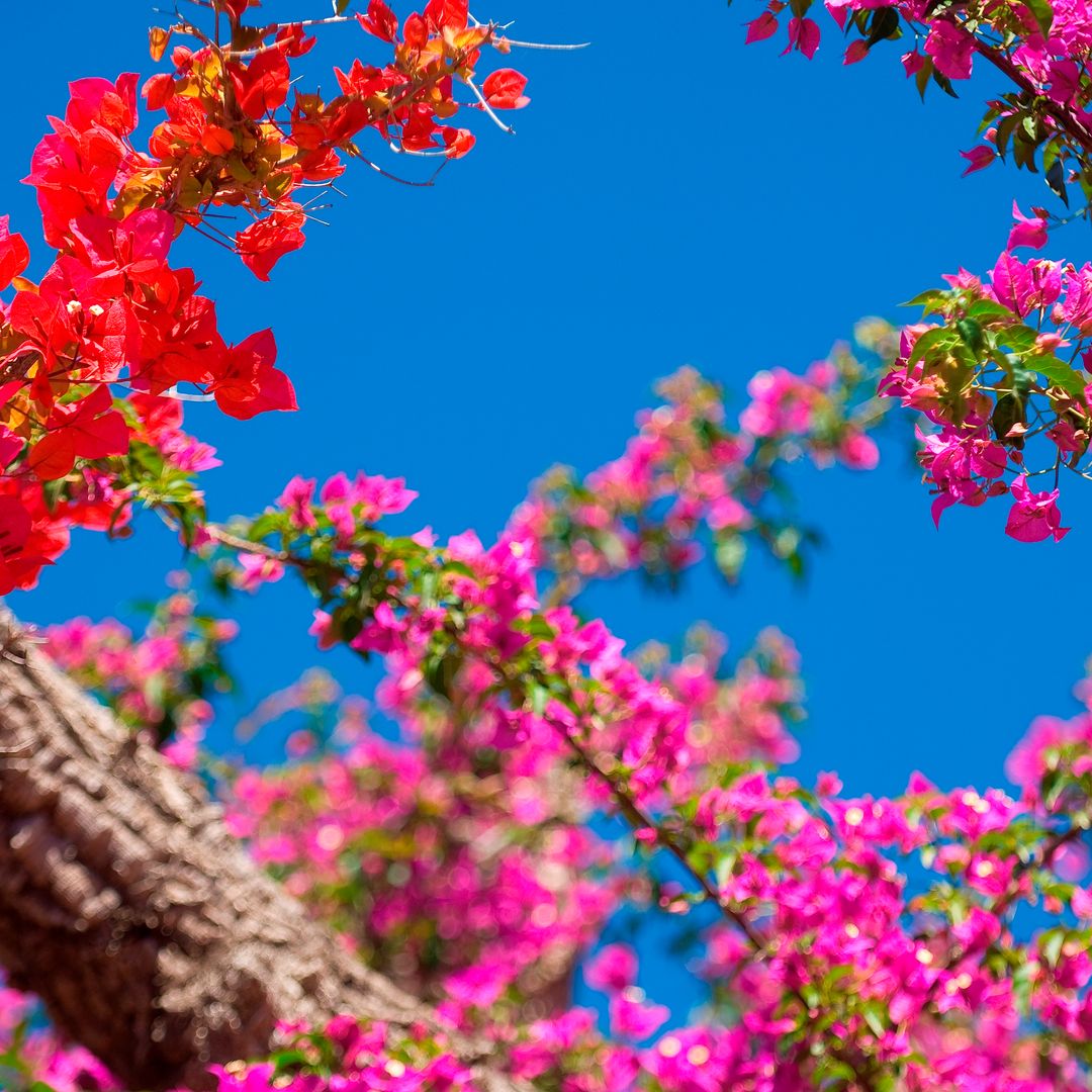 Best climbing plants to transform your garden into a shady and cool sanctuary