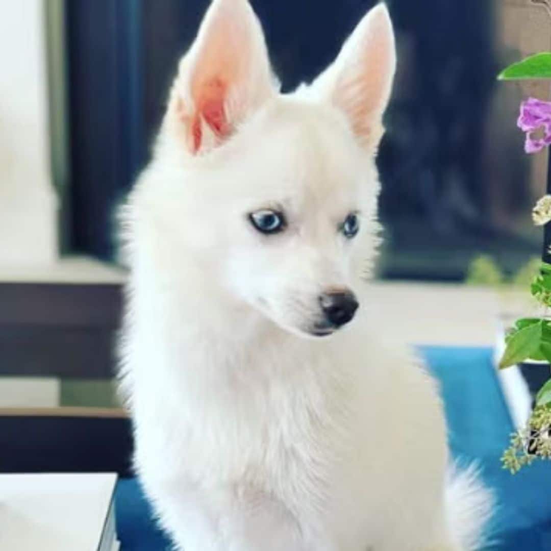 Pet of the week: Meet Ivanka Trump's adorable dog Winter