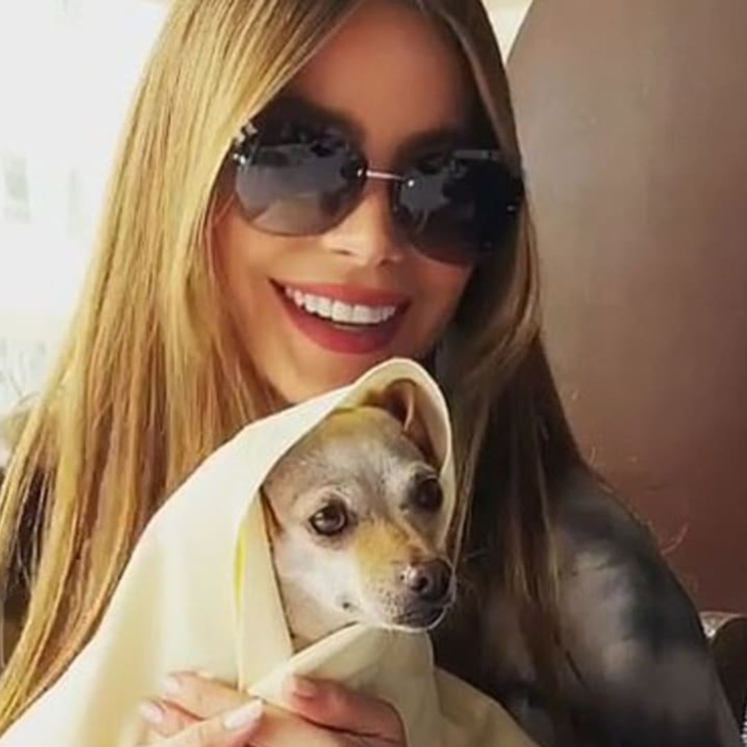 Sofia Vergara reunites with her beloved dog Baguette