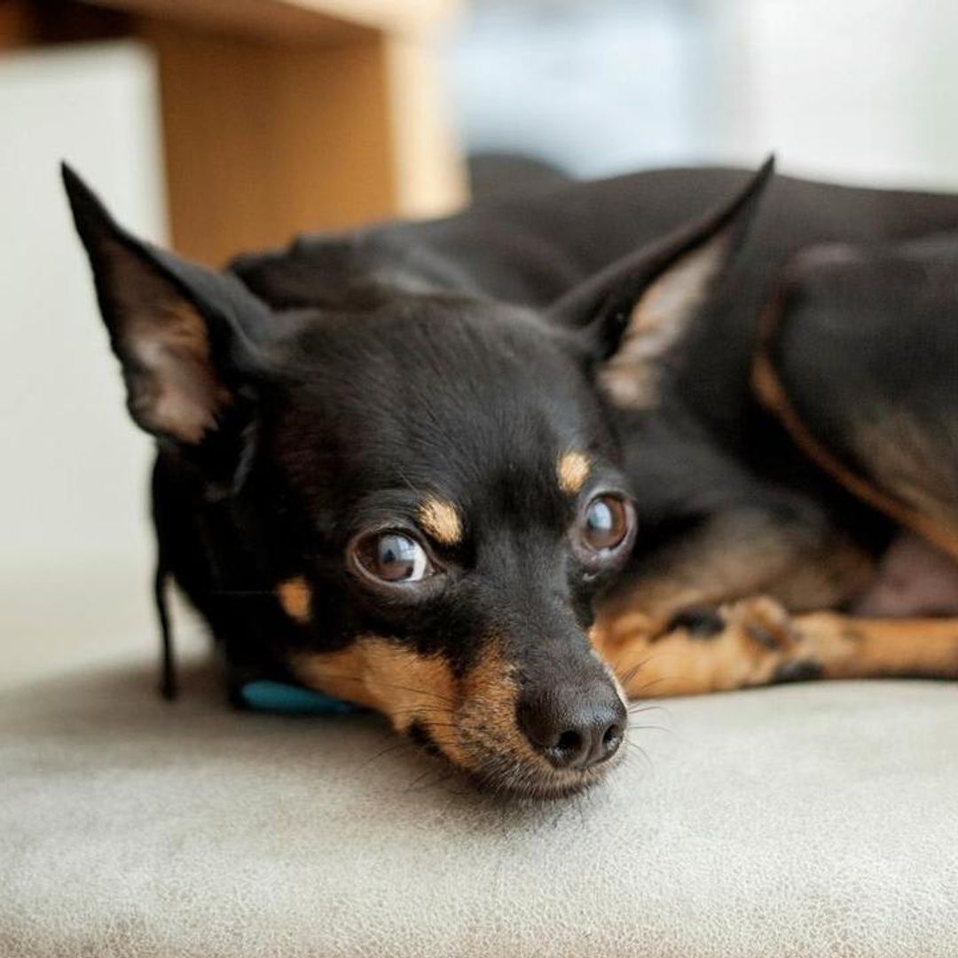 Feeding your dog: How much and how often?