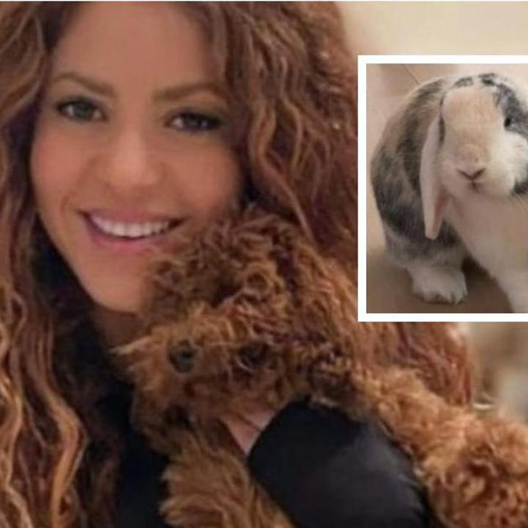 Shakira and Piqué’s divorce: Who has custody of their two pets?