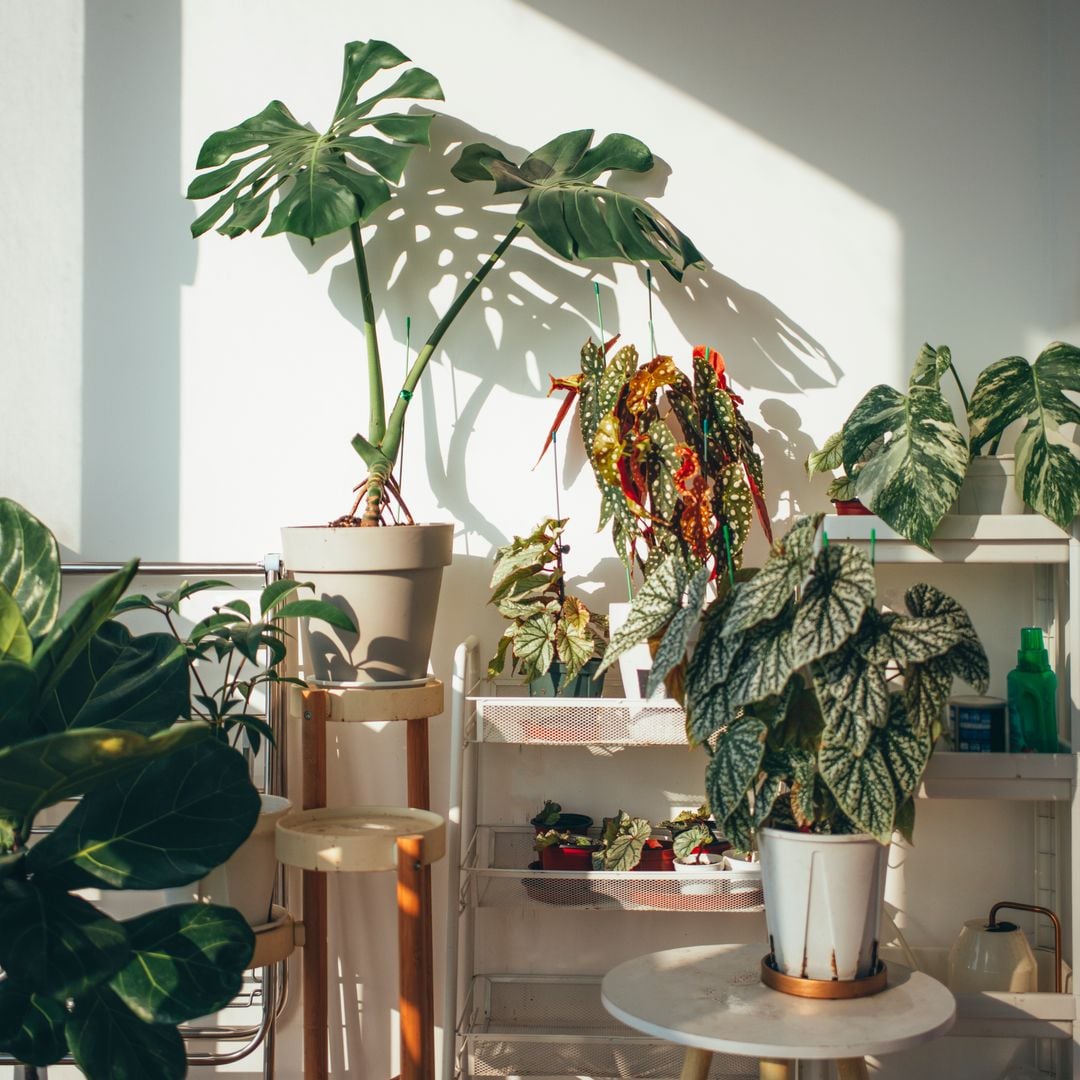Indoor Plants: 8 plants to refresh your home this spring