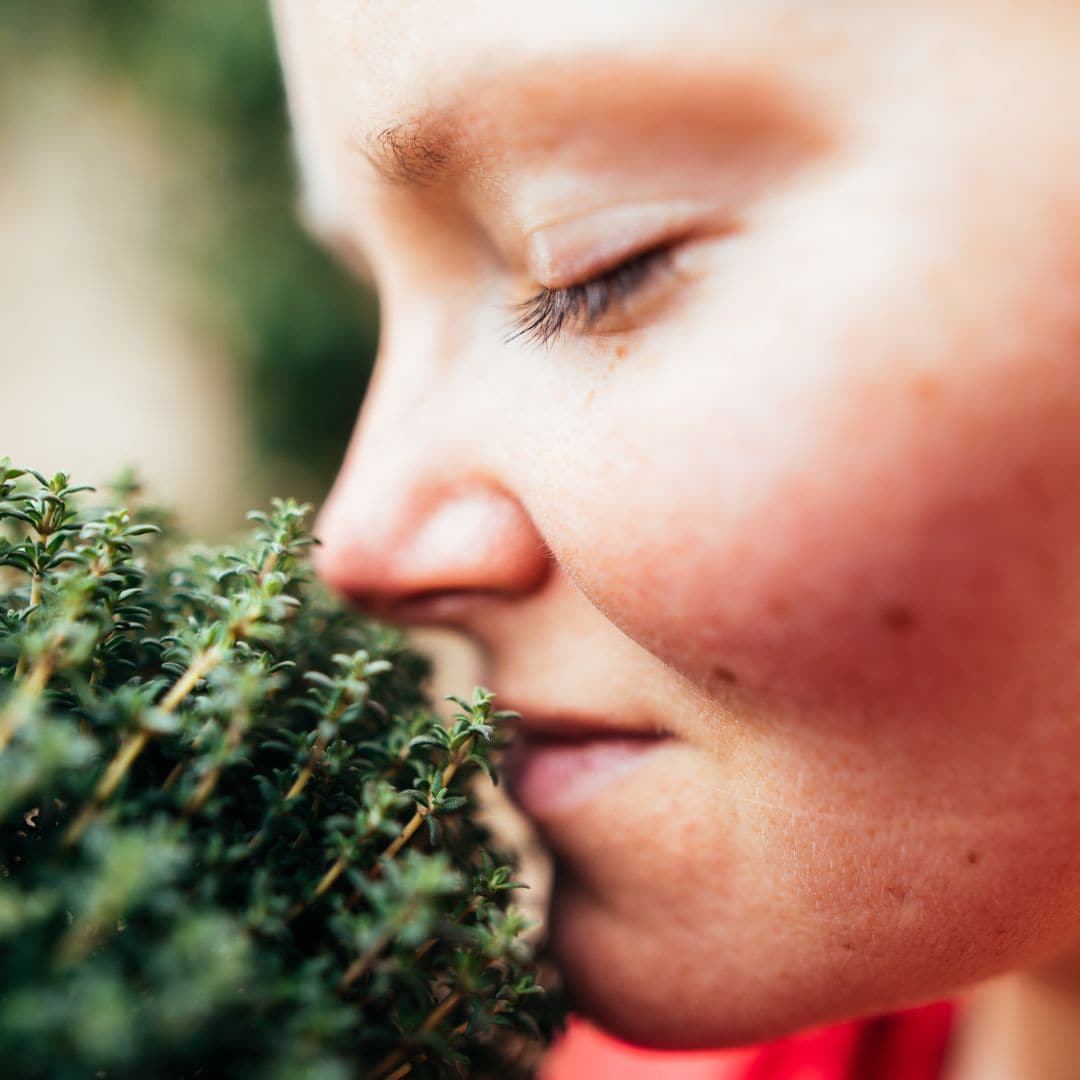 Why thyme is the easiest and most fragrant herb to grow at home