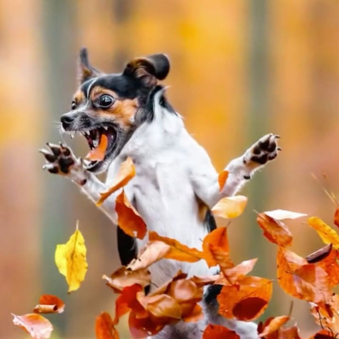 WATCH: The funniest photos from the Comedy Pet Photo Awards