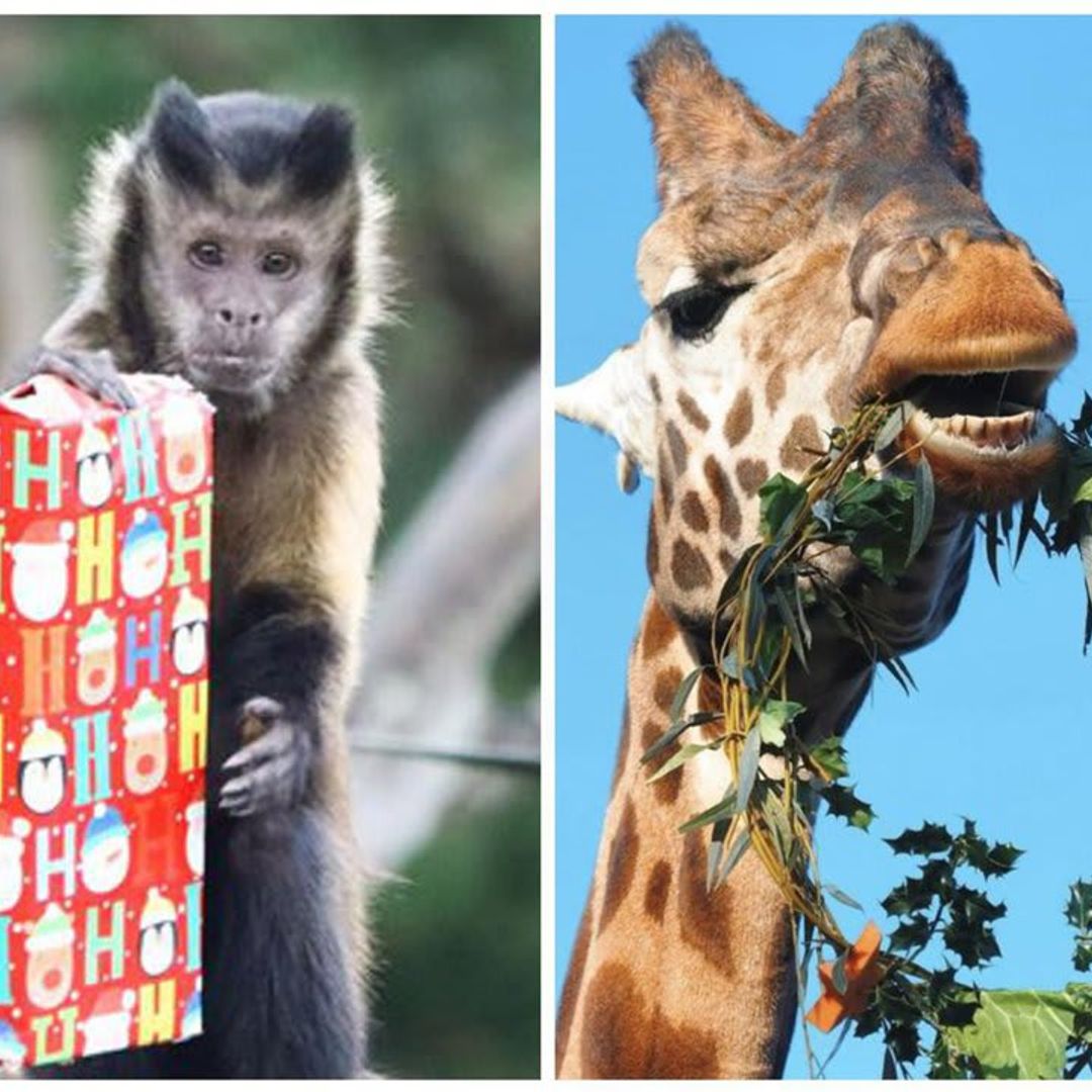 WATCH: Zoo animals get into the Holiday spirit with special gifts