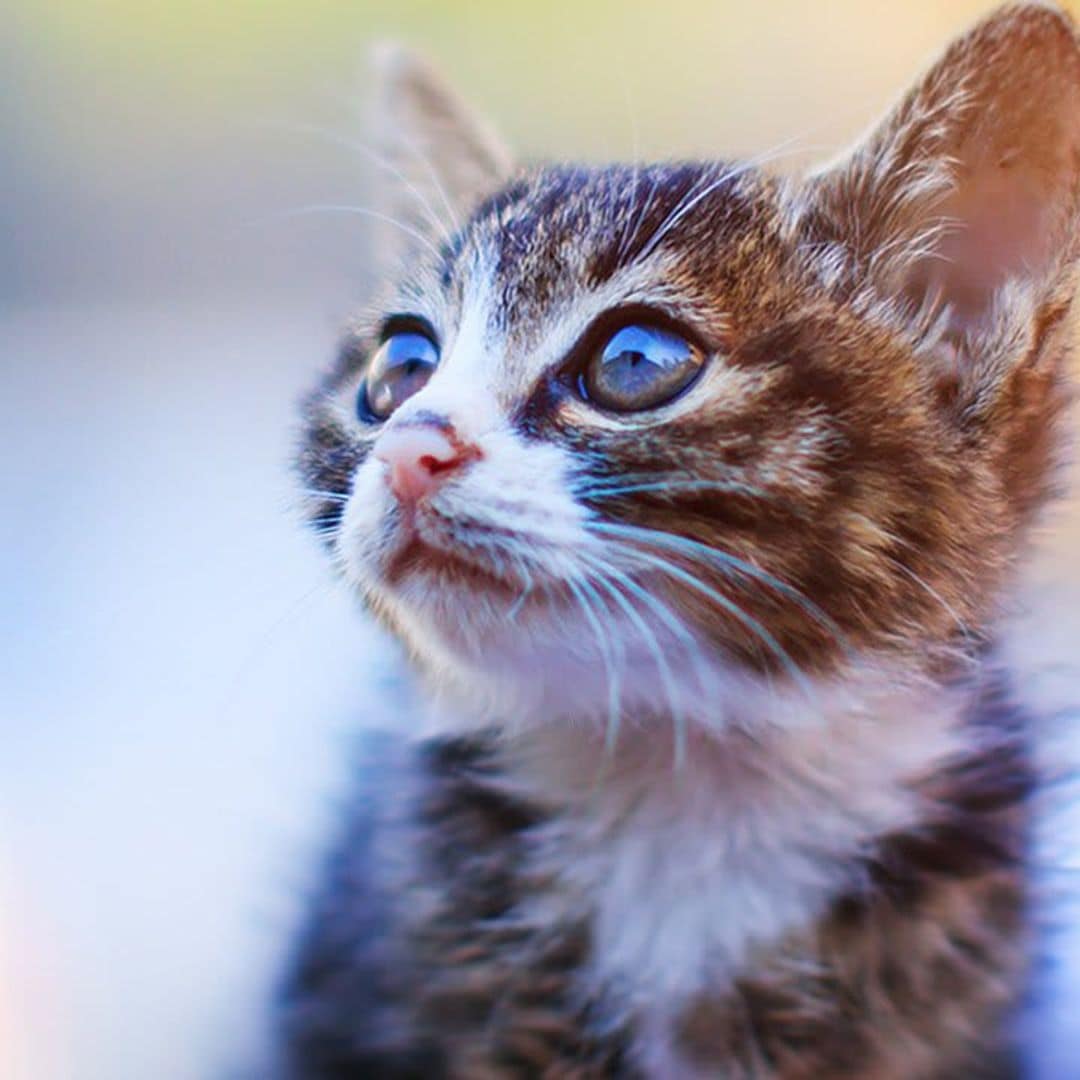 How much does your cat understand? You may be surprised