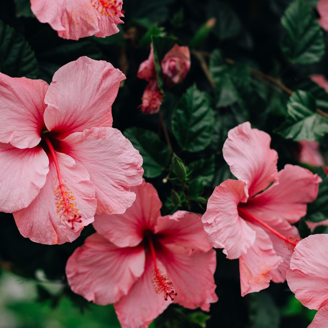 Vibrant pink hibiscus flowers bloom gracefully, creating a striking contrast to the rich green leaves.