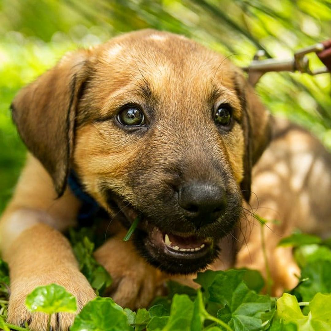 8 questions you should ask yourself before getting a pet