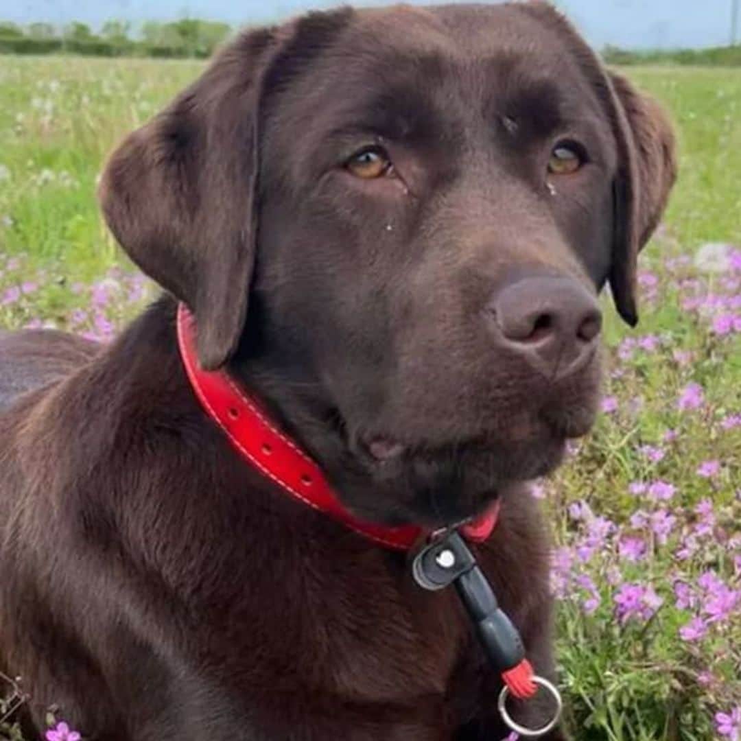 Pet of the week: Meet Win, Arsenal’s new adorable team member