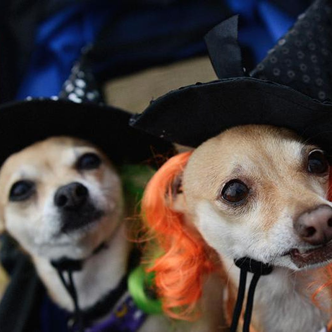 The ultimate guide to your puppy’s perfect Halloween costume