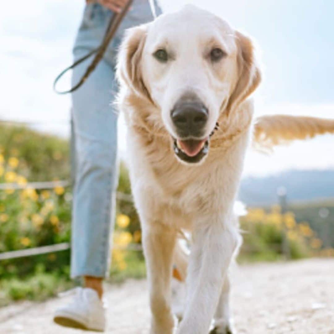 Top ten most dog-friendly cities: Did your city make it on the list?