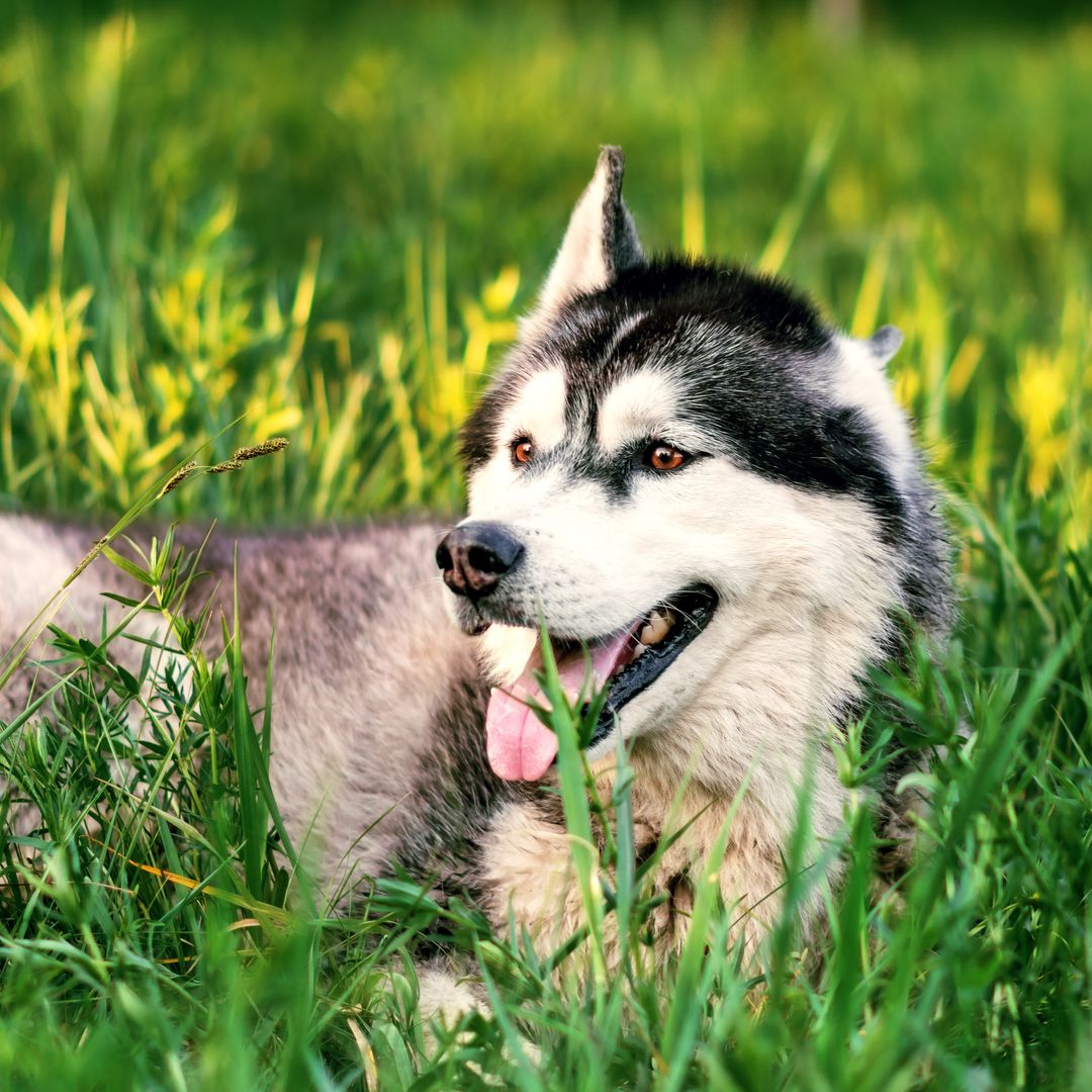 Pet of the week: Hero husky Bella honored after saving 6-year-old boy from charging bear