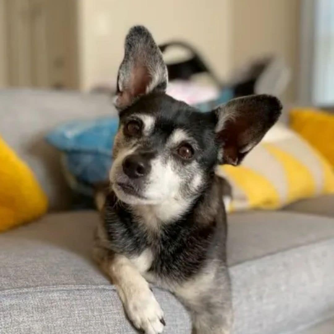 Pet of the week: Dog’s death leaves family heartbroken, but what came next is pure fate