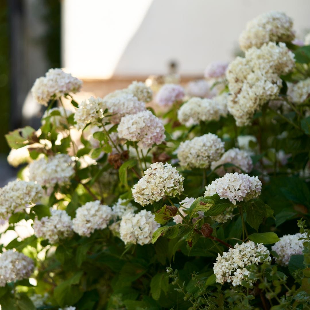 Hydrangea flowers