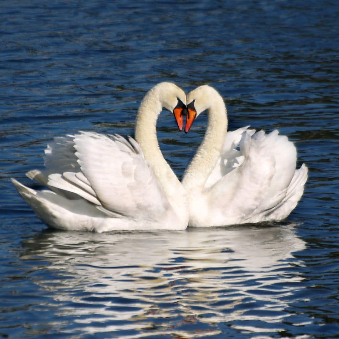 Wild affairs: animals that cheat on their partners and the reasons why