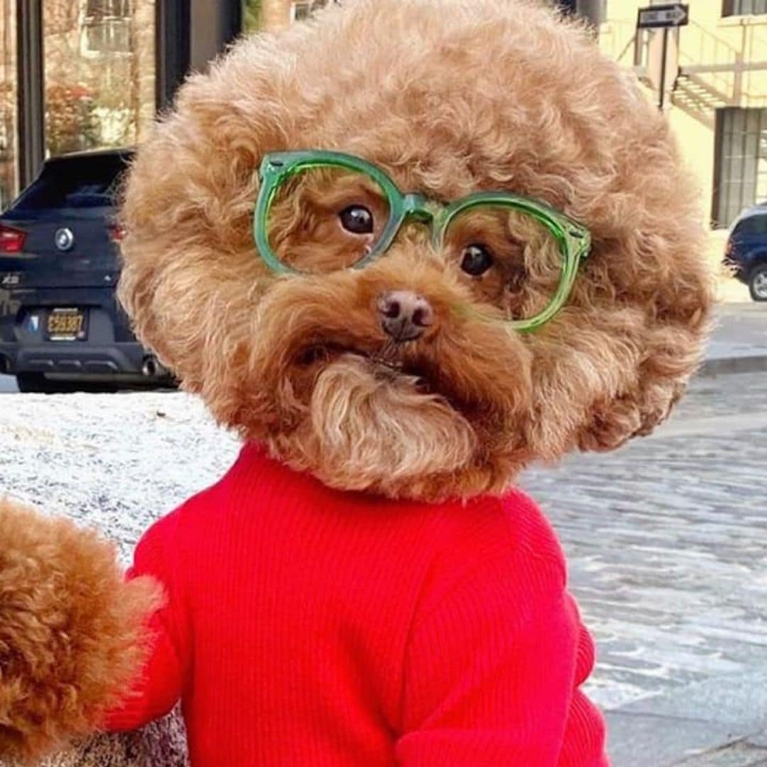 Pet of the week: Meet the most adorable Bob Ross impersonator