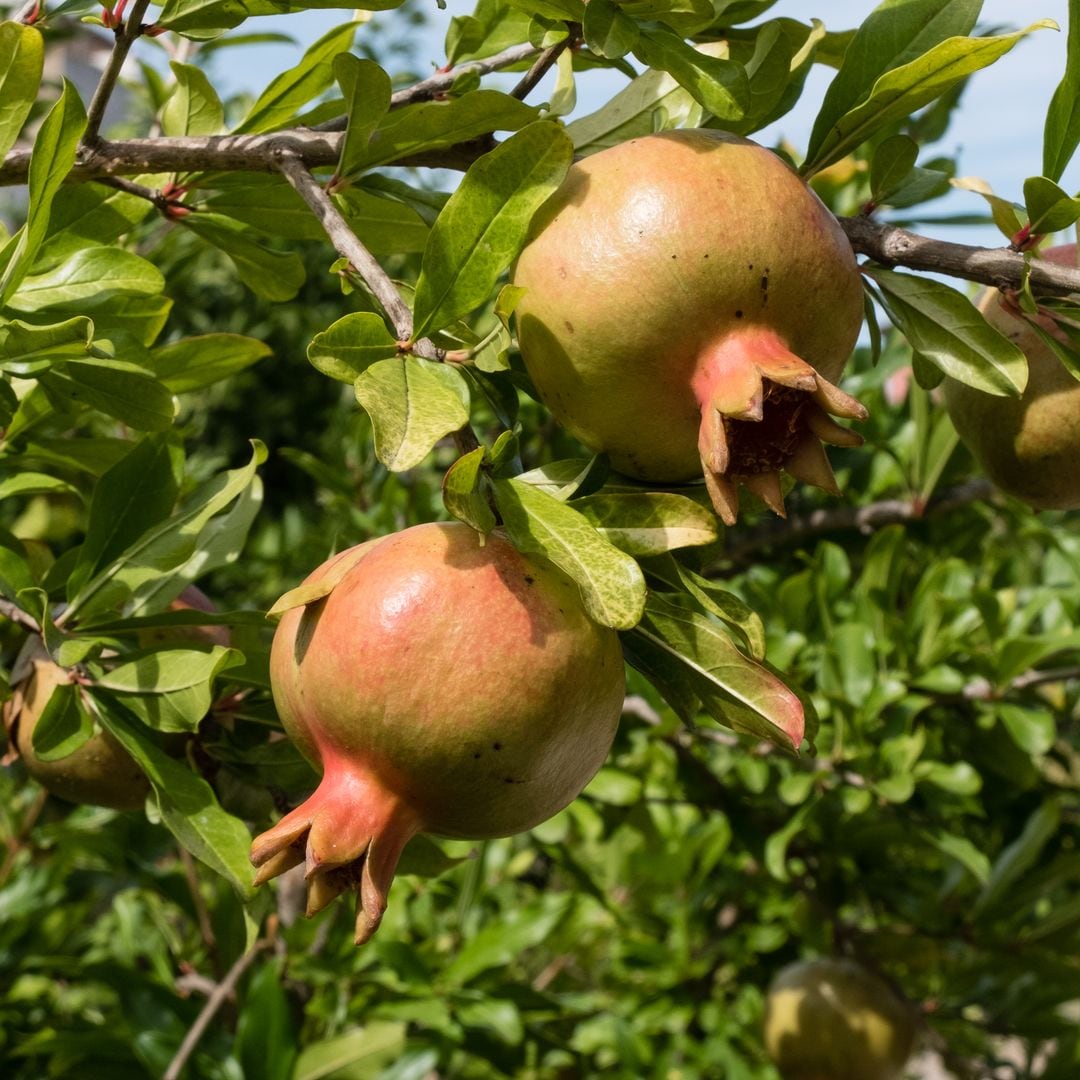 The Pomegranate Loves Sun