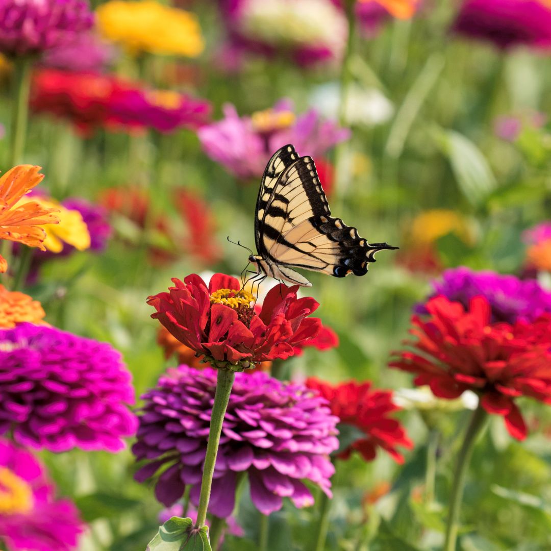5 fast-growing flowers you can plant right now for a gorgeous garden (Some are edible!)