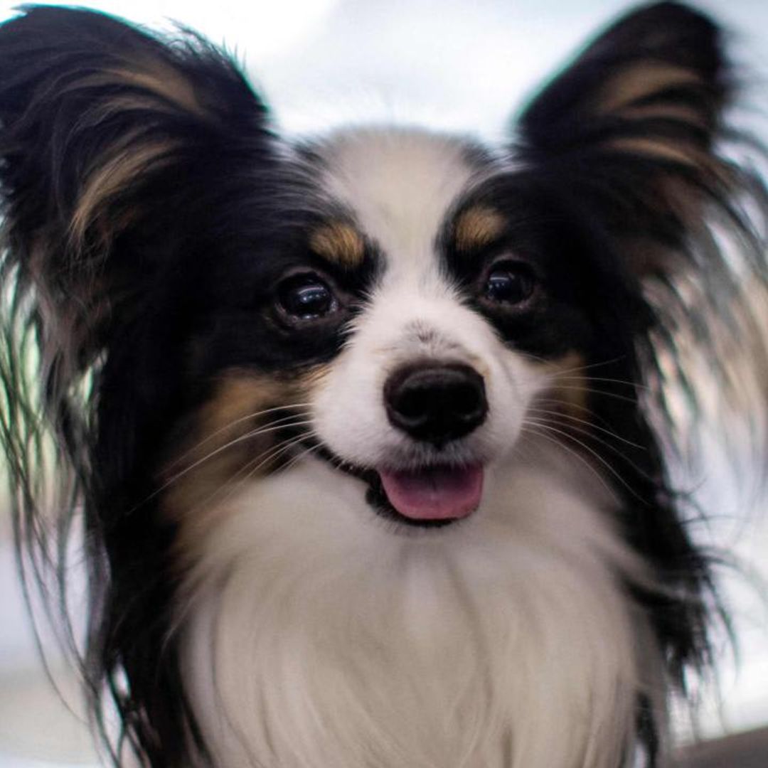 Why is your dog licking their paws and what you should do about it