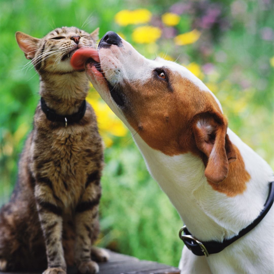 The most popular pet names for dogs and cats of 2025: Is your animal basic?