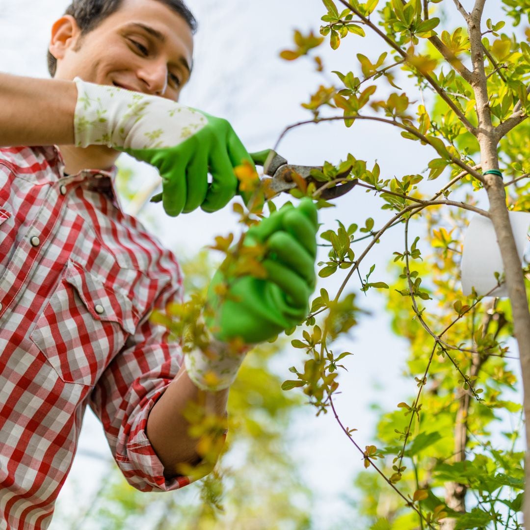 Pruning for bigger, healthier fruits