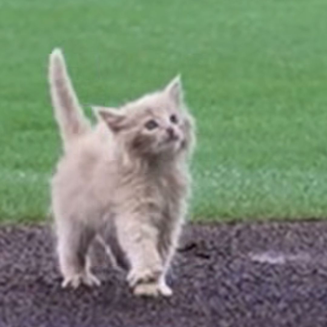 A rescue kitten named ChipPurr Jones threw the first pitch at a baseball game