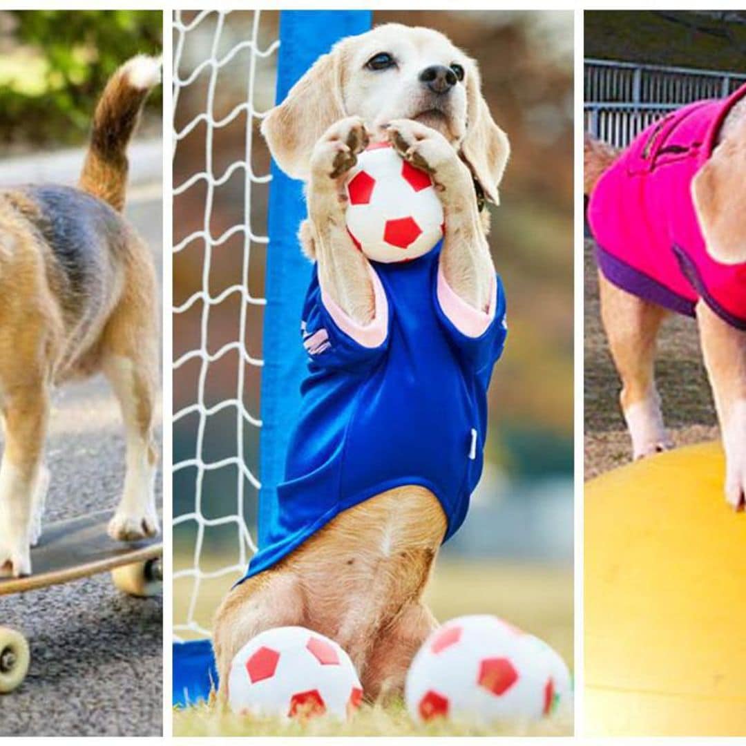 Pet of the week: Meet Purin, the athletic beagle breaking multiple records