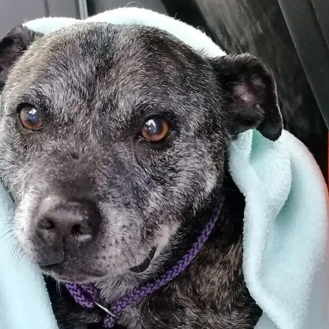 Pet of the week: Meet Roxanne, the rescue dog improving her health by swimming