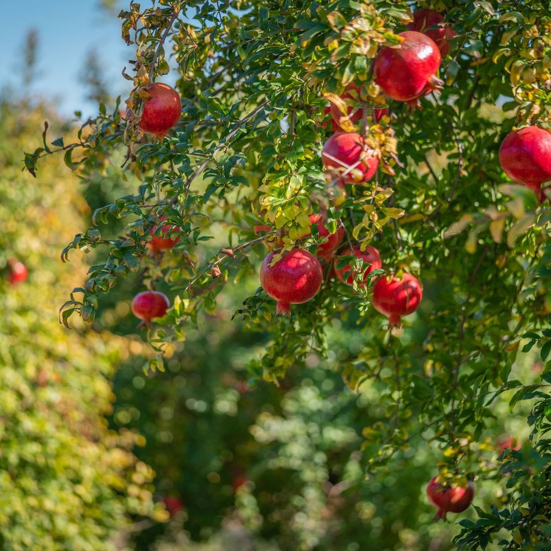 A long-lived tree full of benefits