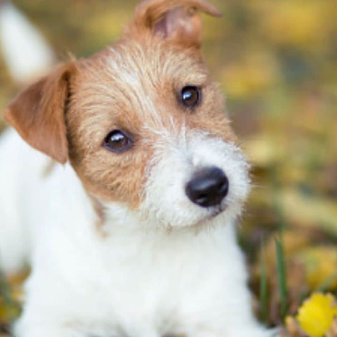 Puppy Training: Essentials lessons to teach your new puppy