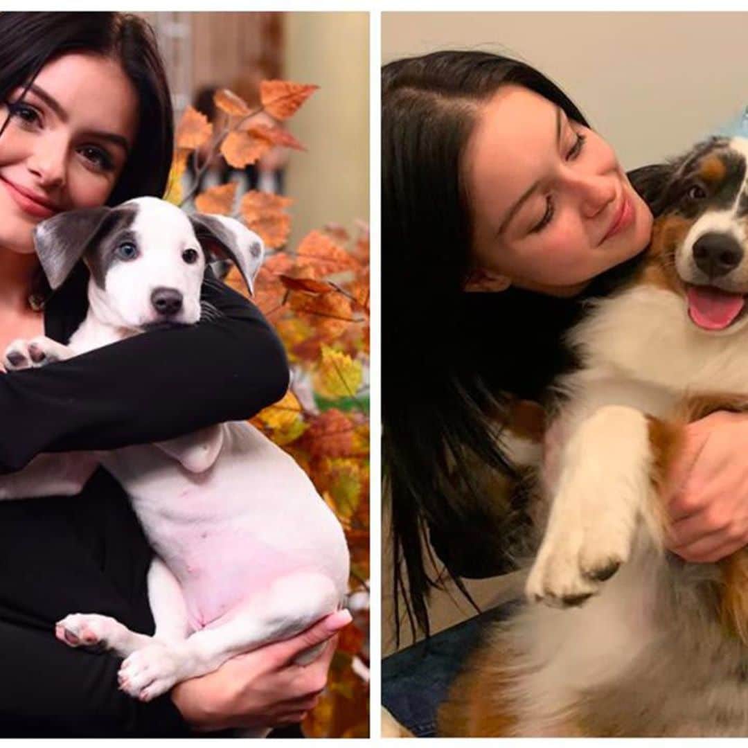 Ariel Winter has a soft spot for dogs: get to know her pets