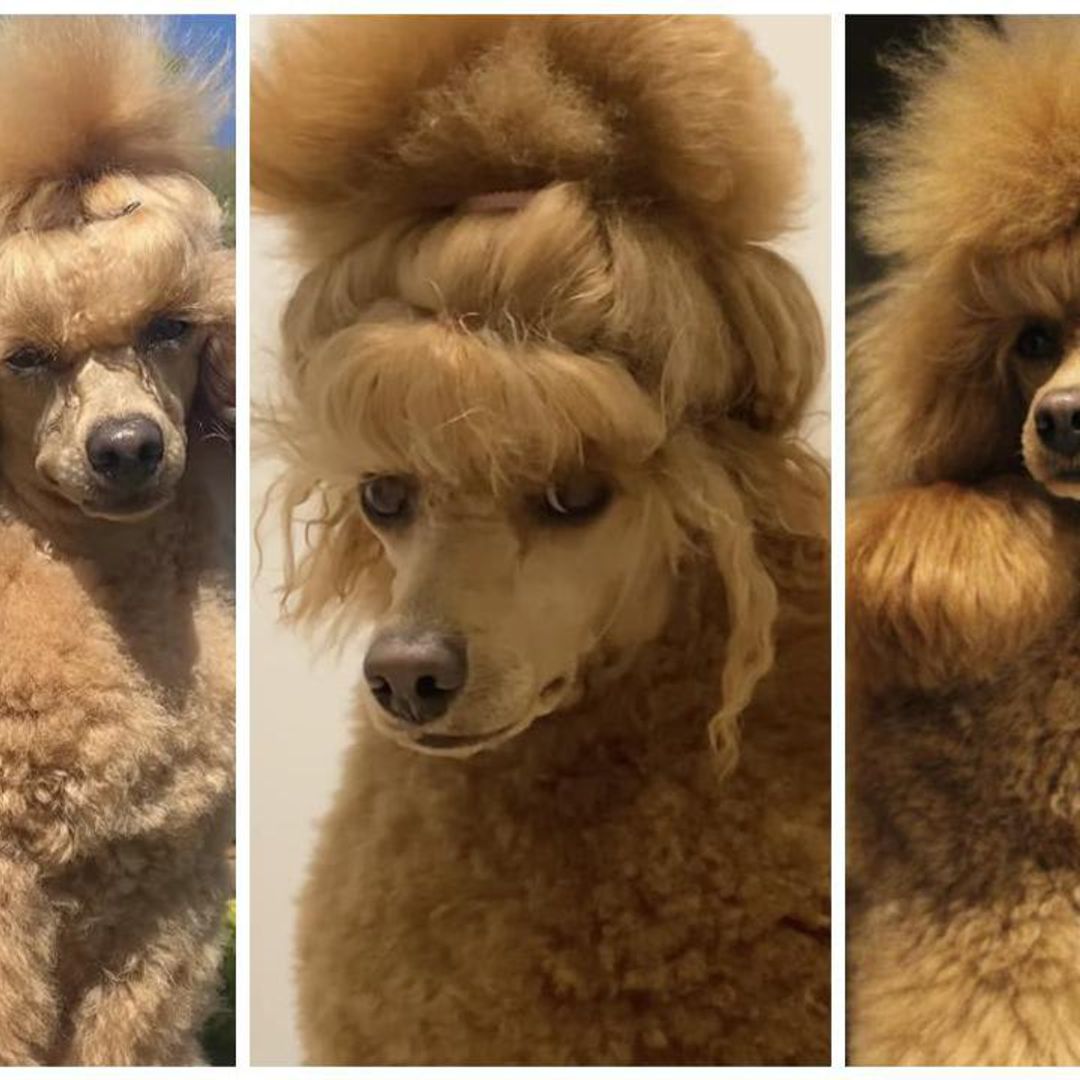 Pet of the week: This miniature poodle is setting new trends with her chic hairstyles