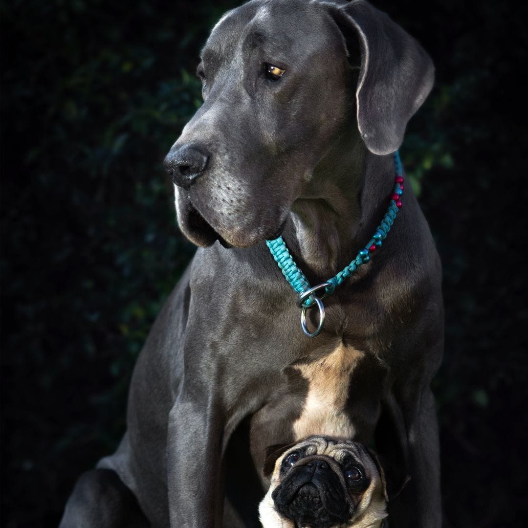 A new pill could help dogs live longer