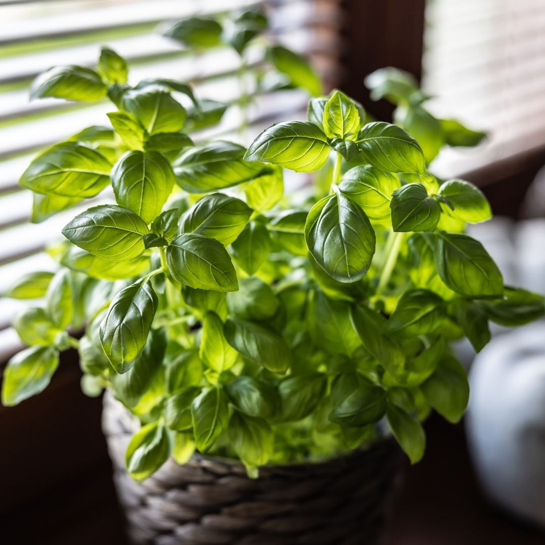 7 house plants to keep flies away this summer