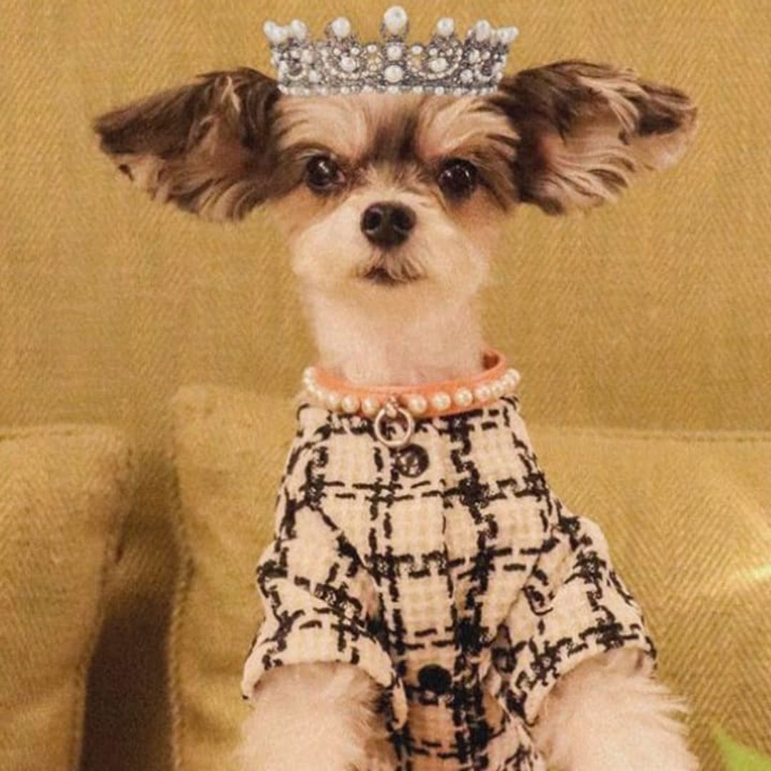 Pet of the week: Meet Tinkerbelle, from rescue dog to celebrity influencer
