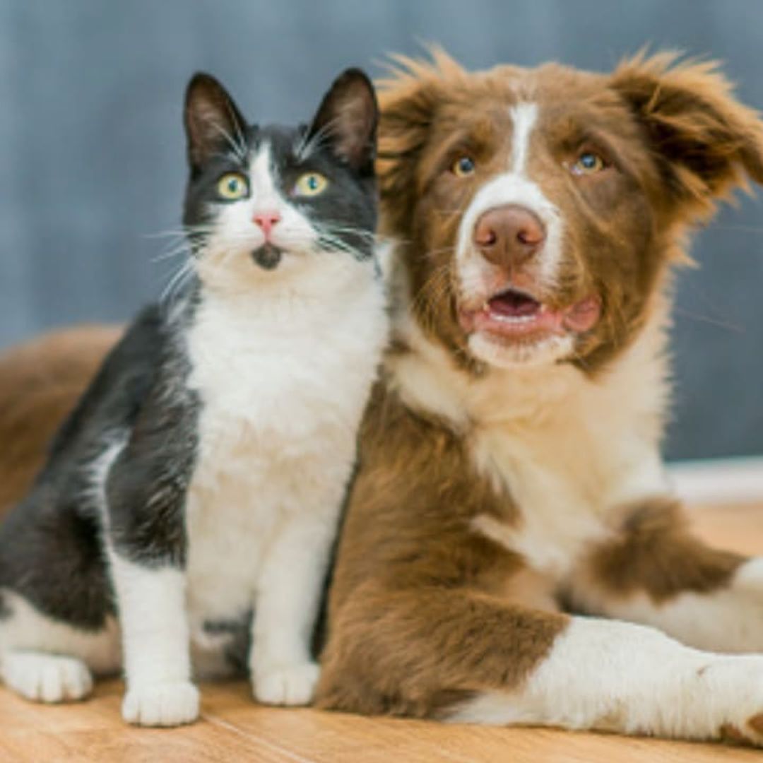 Easy tips: How to make cats and dogs get along